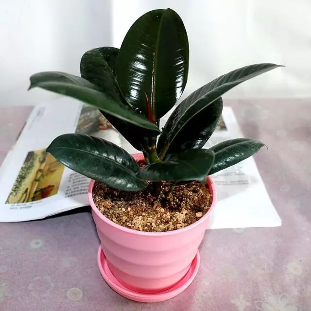 冬季花卉_冬季開花好養的花卉_冬季開花的盆栽花卉