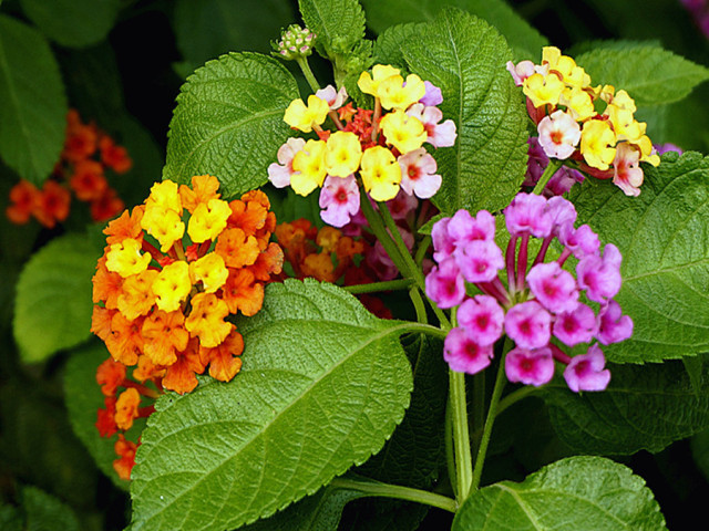 冬季花卉_冬季開花好養的花卉_冬季開花的盆栽花卉