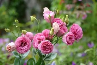 冬季開花好養的花卉_冬季花卉_冬季開花的盆栽花卉