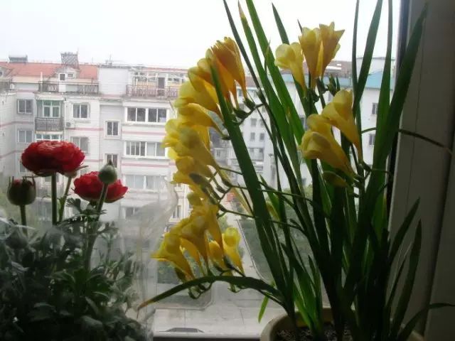 冬季花卉_冬季開花好養的花卉_冬季開花的盆栽花卉