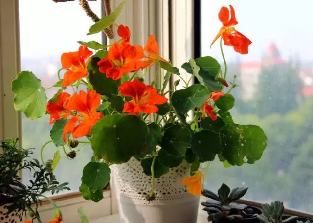 冬季開花的盆栽花卉_冬季花卉_冬季開花好養的花卉