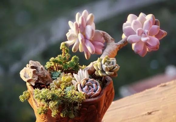 冬季開花好養的花卉_冬季花卉_冬季開花的盆栽花卉
