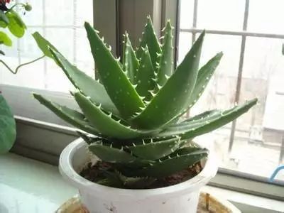 冬季開花好養的花卉_冬季花卉_冬季開花的盆栽花卉