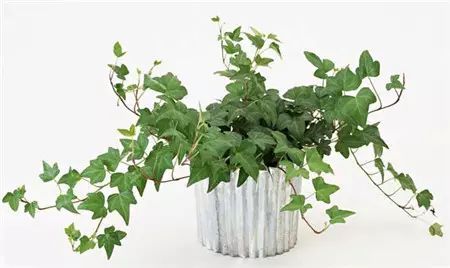 冬季開花的盆栽花卉_冬季花卉_冬季開花好養的花卉