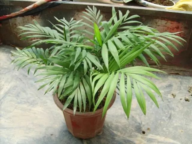 冬季開花好養的花卉_冬季開花的盆栽花卉_冬季花卉