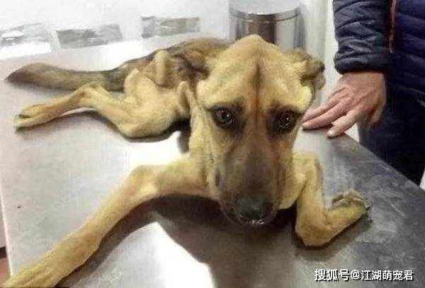 狗狗體內驅蟲用什么藥最好_狗狗體內驅蟲用什么藥最好_狗狗體內驅蟲用什么藥最好