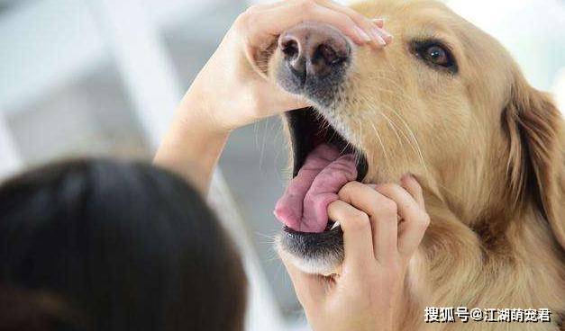 狗狗體內驅蟲用什么藥最好_狗狗體內驅蟲用什么藥最好_狗狗體內驅蟲用什么藥最好