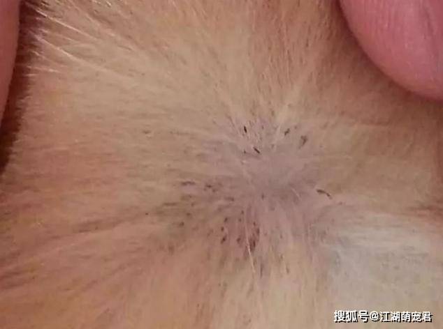 狗狗體內驅蟲用什么藥最好_狗狗體內驅蟲用什么藥最好_狗狗體內驅蟲用什么藥最好
