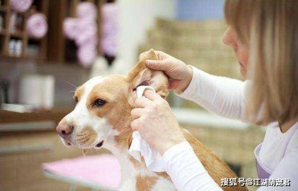狗狗體內驅蟲用什么藥最好_狗狗體內驅蟲用什么藥最好_狗狗體內驅蟲用什么藥最好