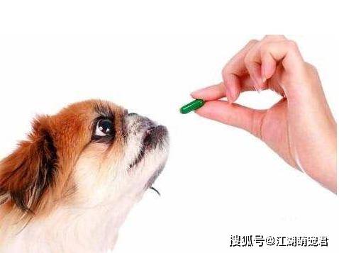 狗狗體內驅蟲用什么藥最好_狗狗體內驅蟲用什么藥最好_狗狗體內驅蟲用什么藥最好