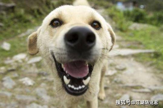 狗狗體內驅蟲用什么藥最好_狗狗體內驅蟲用什么藥最好_狗狗體內驅蟲用什么藥最好