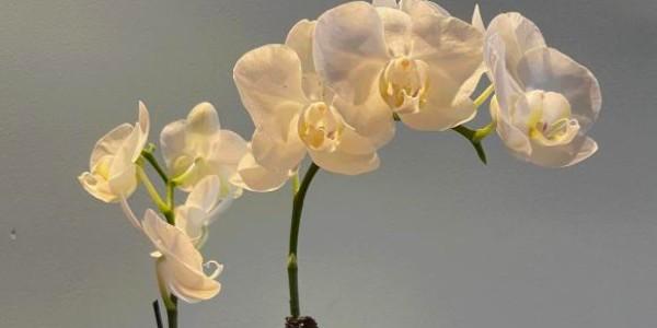 適合室內長期養的花卉有哪些？這些花超耐養，顏值高、好養活