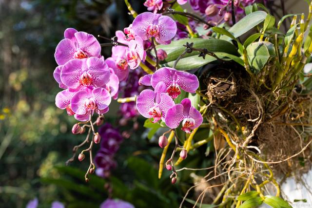 適合室內(nèi)長期養(yǎng)的花卉_適合室內(nèi)長期養(yǎng)的花卉_適合室內(nèi)長期養(yǎng)的花卉