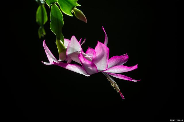 適合室內(nèi)長期養(yǎng)的花卉_適合室內(nèi)長期養(yǎng)的花卉_適合室內(nèi)長期養(yǎng)的花卉