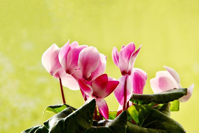 適合室內(nèi)長期養(yǎng)的花卉_適合室內(nèi)長期養(yǎng)的花卉_適合室內(nèi)長期養(yǎng)的花卉