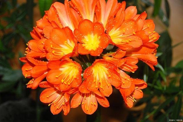 適合室內(nèi)長期養(yǎng)的花卉_適合室內(nèi)長期養(yǎng)的花卉_適合室內(nèi)長期養(yǎng)的花卉