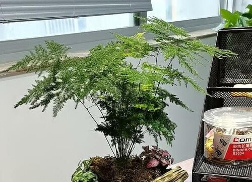 室內養花排行榜_室內最好養的花卉排名_室內養花的品種