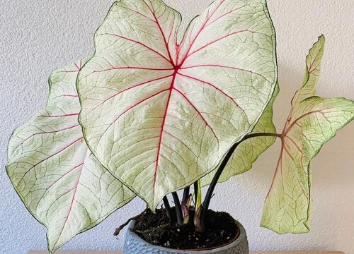 室內最好養的花卉排名_室內養花排行榜_室內養花的品種