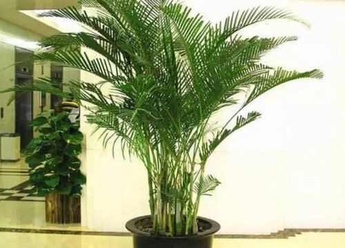 室內最好養的花卉排名_室內養花的品種_室內養花排行榜