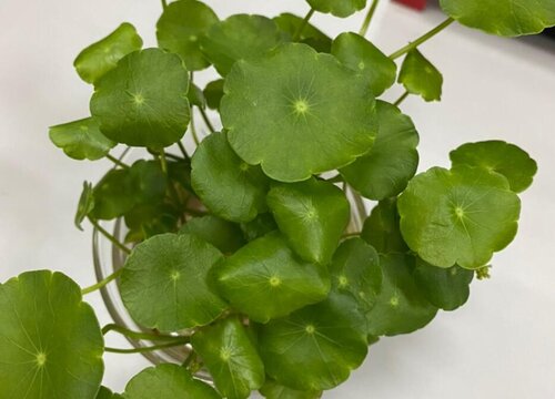 室內養花排行榜_室內最好養的花卉排名_室內養花的品種