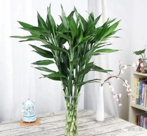 冬季室內養適合花的植物_冬季室內養適合花草嗎_適合冬季室內養的花