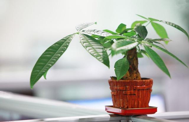 冬季室內養適合花草嗎_冬季室內養適合花的植物_適合冬季室內養的花