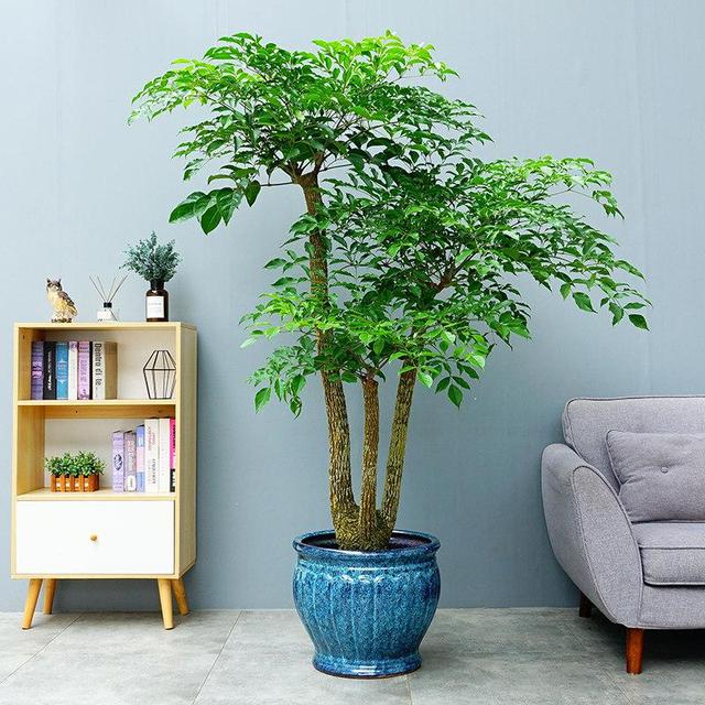 冬季室內養適合花的植物_適合冬季室內養的花_冬季室內養適合花草嗎