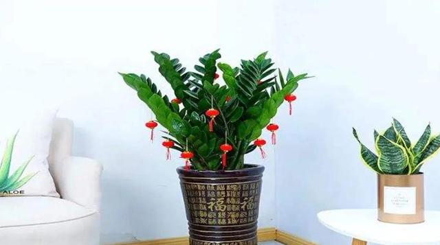 適合冬季室內養的花_冬季室內養適合花草嗎_冬季室內養適合花的植物