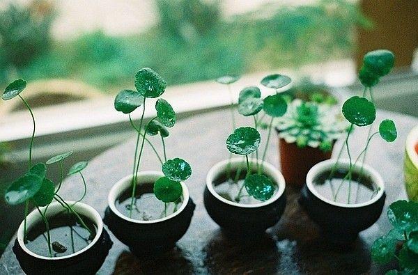 適合冬季室內養的花_冬季室內養適合花的植物_冬季室內養適合花草嗎