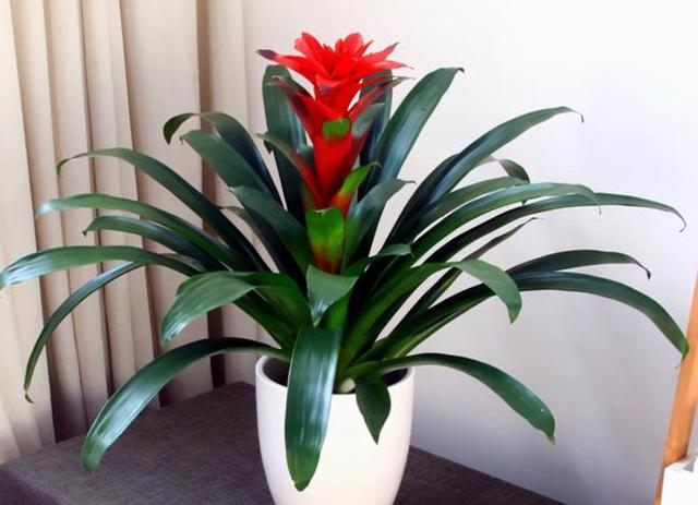 適合冬季室內養的花_冬季室內養適合花草嗎_冬季室內養適合花的植物