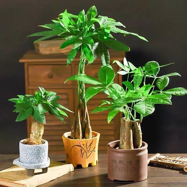冬季室內養適合花的植物_適合冬季室內養的花_冬季室內養適合花草嗎