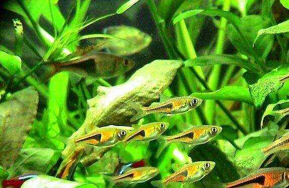 盤點十大養不死的熱帶魚，金三角燈排名榜首