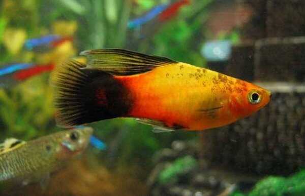 觀賞魚壽命排名_觀賞魚壽命排行榜_壽命比較長的觀賞魚有哪些