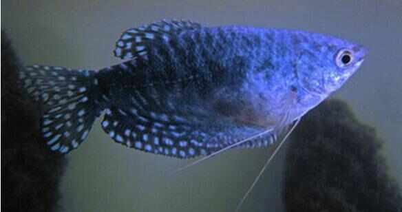 壽命比較長的觀賞魚有哪些_觀賞魚壽命排行榜_觀賞魚壽命排名