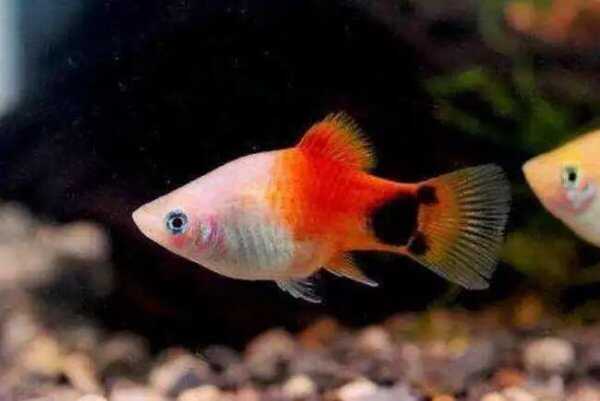 觀賞魚壽命排名_觀賞魚壽命排行榜_壽命比較長的觀賞魚有哪些