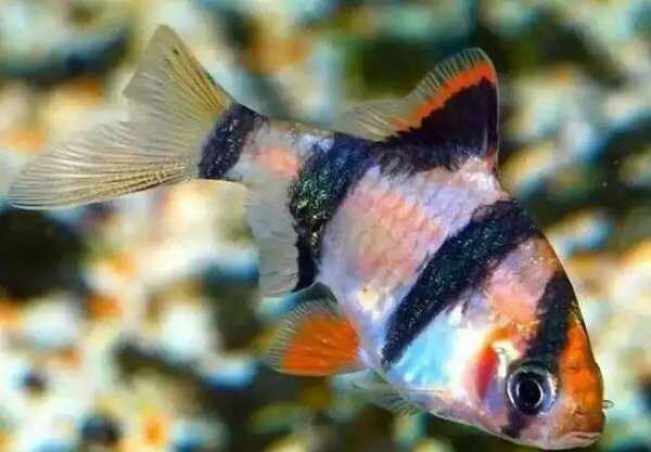 觀賞魚壽命排行榜_觀賞魚壽命排名_壽命比較長的觀賞魚有哪些