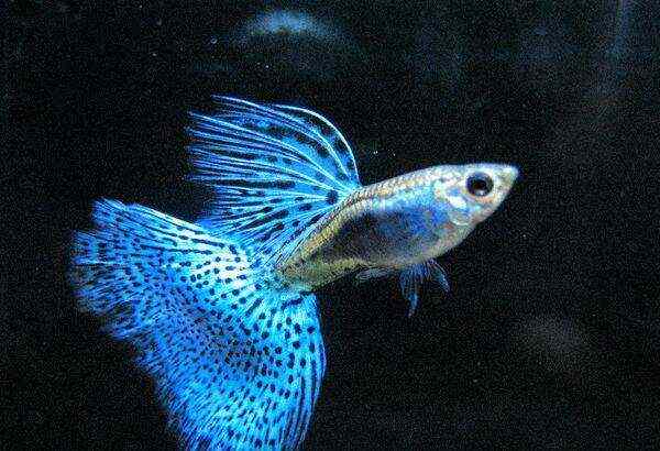 壽命比較長的觀賞魚有哪些_觀賞魚壽命排名_觀賞魚壽命排行榜