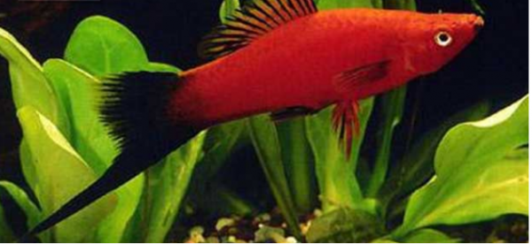 觀賞魚壽命排名_觀賞魚壽命排行榜_壽命比較長的觀賞魚有哪些