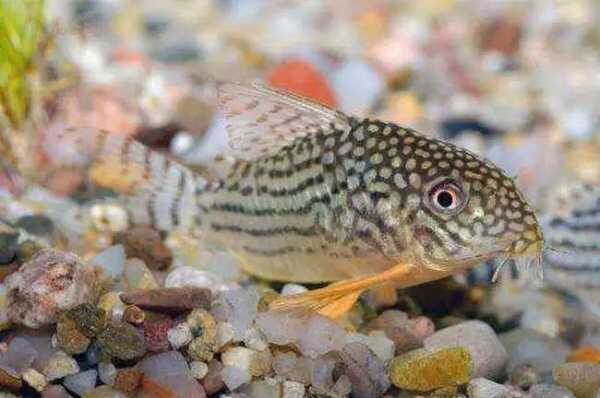 觀賞魚壽命排行榜_觀賞魚壽命排名_壽命比較長的觀賞魚有哪些