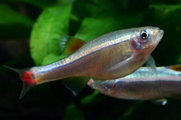 觀賞魚壽命排名_觀賞魚壽命排行榜_壽命比較長的觀賞魚有哪些