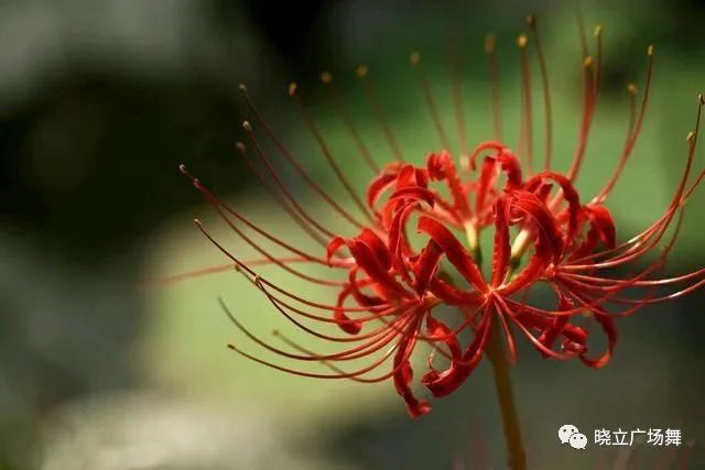 這花“仙氣”十足名叫石蒜，看到花型，人們卻不愛養