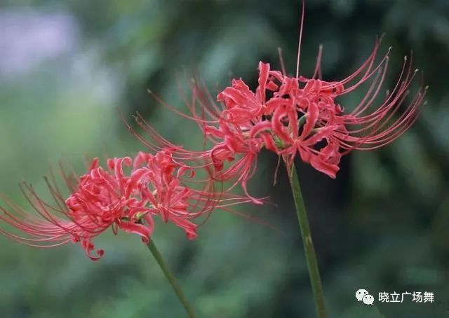 石蒜花可以養(yǎng)在家里嗎_石蒜花可以養(yǎng)在家里嗎_石蒜花可以養(yǎng)在家里嗎