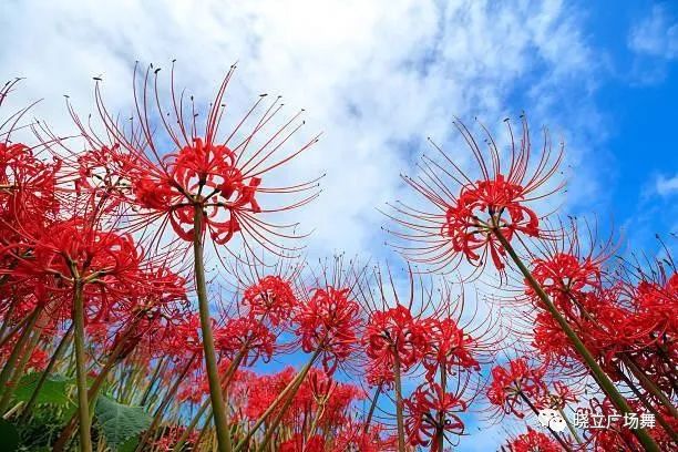 石蒜花可以養(yǎng)在家里嗎_石蒜花可以養(yǎng)在家里嗎_石蒜花可以養(yǎng)在家里嗎