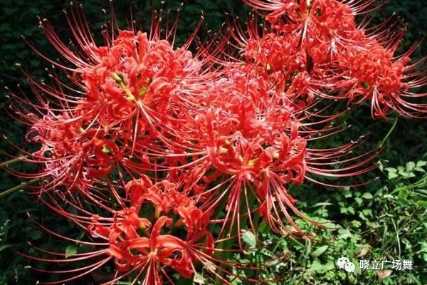 石蒜花可以養(yǎng)在家里嗎_石蒜花可以養(yǎng)在家里嗎_石蒜花可以養(yǎng)在家里嗎