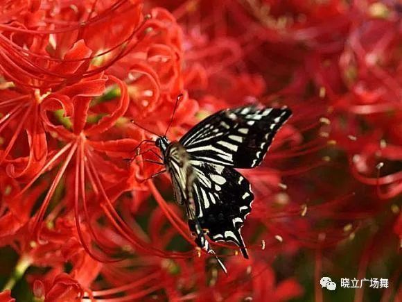 石蒜花可以養(yǎng)在家里嗎_石蒜花可以養(yǎng)在家里嗎_石蒜花可以養(yǎng)在家里嗎
