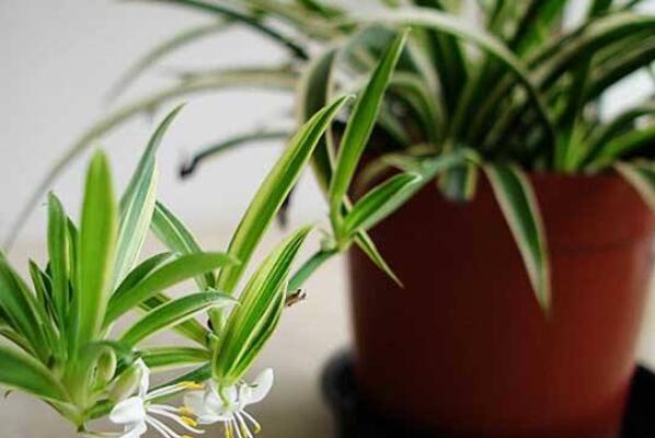 室內(nèi)最好養(yǎng)的花卉排名_室內(nèi)花卉排行_室內(nèi)養(yǎng)花排行榜