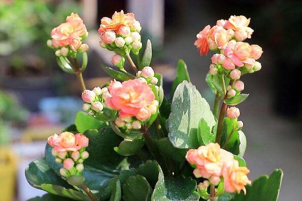 室內(nèi)花卉排行_室內(nèi)養(yǎng)花排行榜_室內(nèi)最好養(yǎng)的花卉排名