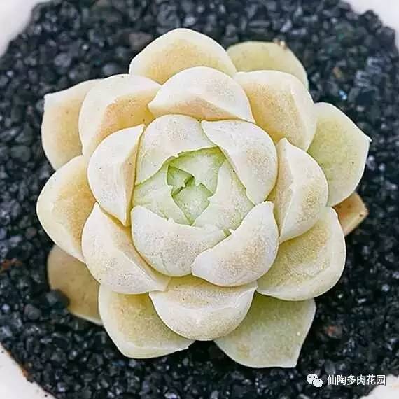 阿爾巴白月影多肉_阿爾巴白月影多肉_阿爾巴白月影多肉