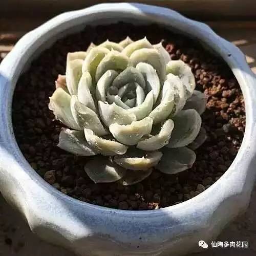 阿爾巴白月影多肉_阿爾巴白月影多肉_阿爾巴白月影多肉