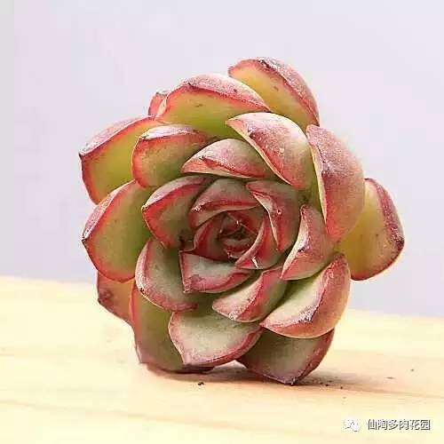阿爾巴白月影多肉_阿爾巴白月影多肉_阿爾巴白月影多肉